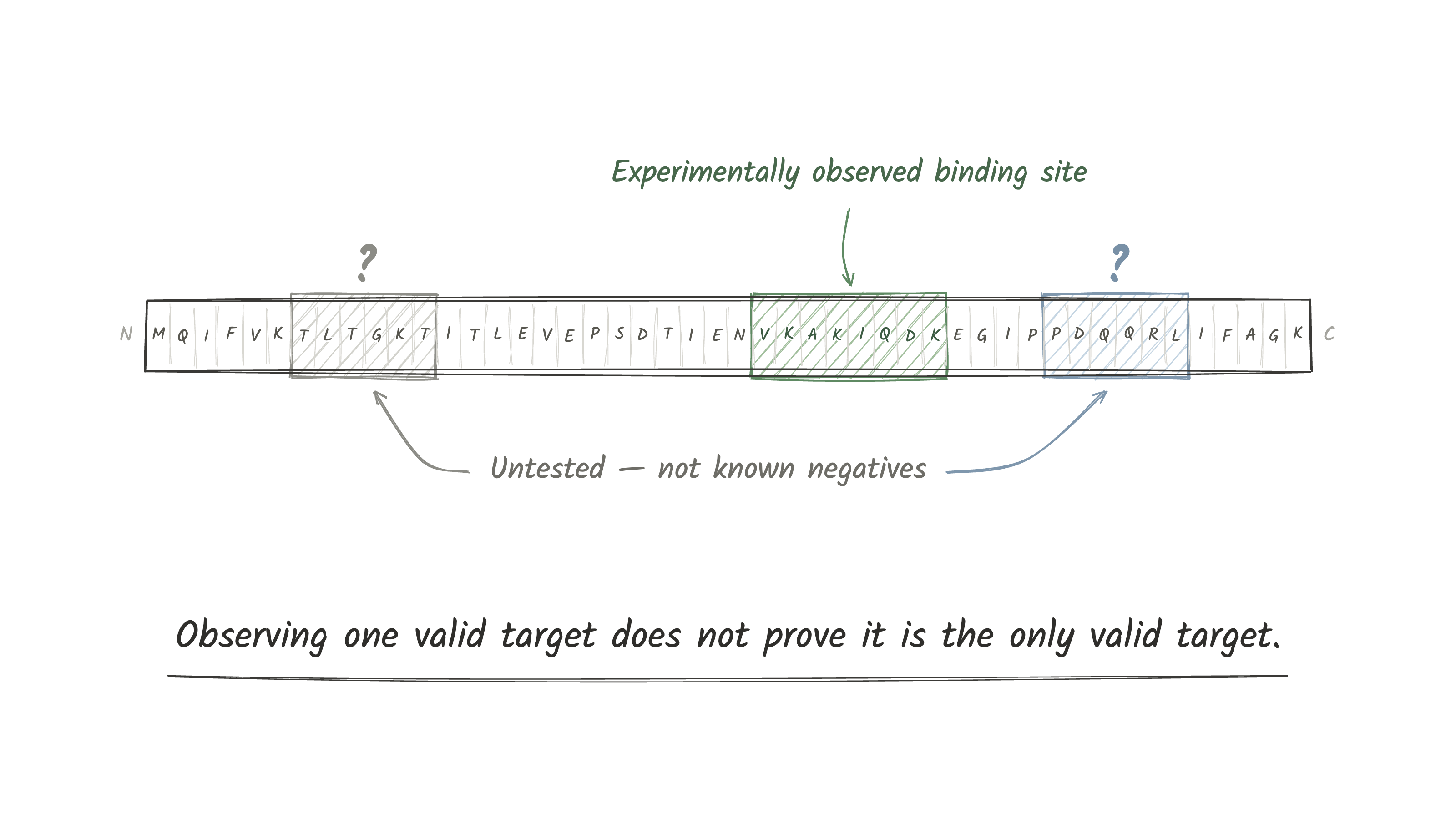 A protein sequence with one experimentally observed binding site and two untested regions that are not known negatives